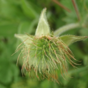 Photographie n°242280 du taxon Geum coccineum Sm.