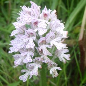 Photographie n°242290 du taxon Orchis tridentata Scop. [1772]