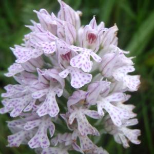 Photographie n°242291 du taxon Orchis tridentata Scop. [1772]