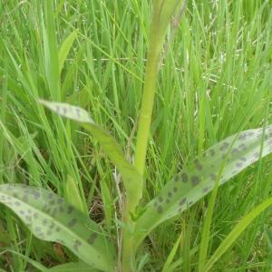 Photographie n°242299 du taxon Dactylorhiza Neck. ex Nevski [1937]