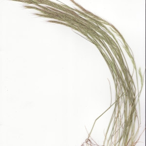 Photographie n°242303 du taxon Vulpia ciliata Dumort. [1824]