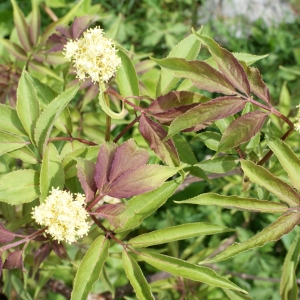 Photographie n°242321 du taxon Sambucus racemosa L. [1753]