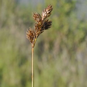 Photographie n°242399 du taxon Carex ovalis Gooden. [1794]