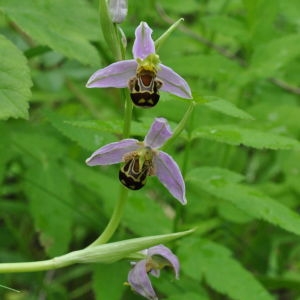 Photographie n°242404 du taxon Ophrys apifera Huds. [1762]