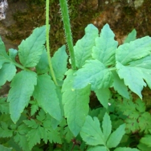 Photographie n°242410 du taxon Meconopsis cambrica (L.) Vig.