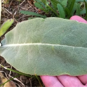 Photographie n°242418 du taxon Verbascum lychnitis L. [1753]