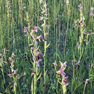 Photographie n°242431 du taxon Ophrys apifera Huds. [1762]