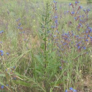 Photographie n°242435 du taxon Verbascum banaticum Schrad. [1813]