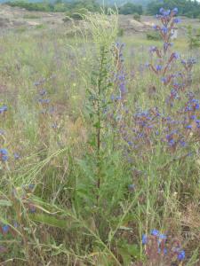 Genevieve Botti, le  3 juin 2014 (Bulgarie (dunes d'Arkutino))