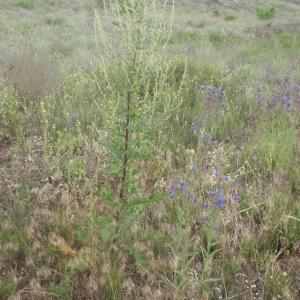 Photographie n°242436 du taxon Verbascum banaticum Schrad. [1813]