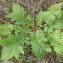  Genevieve Botti - Verbascum banaticum Schrad. [1813]