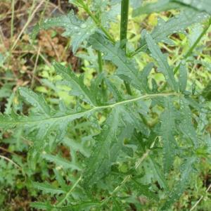 Photographie n°242441 du taxon Verbascum L. [1753]