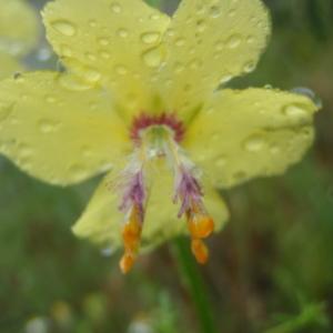 Photographie n°242445 du taxon Verbascum L. [1753]