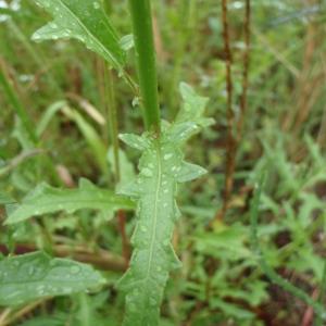 Photographie n°242446 du taxon Verbascum L. [1753]