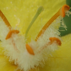 Photographie n°242448 du taxon Verbascum lychnitis L. [1753]