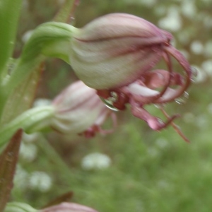 Photographie n°242462 du taxon Himantoglossum Spreng. [1826]