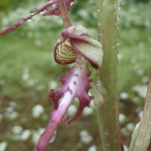 Photographie n°242464 du taxon Himantoglossum Spreng. [1826]