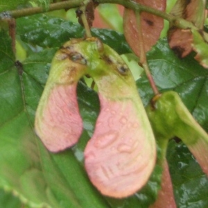 Photographie n°242470 du taxon Acer tataricum L. [1753]