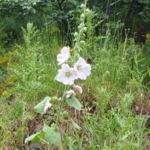 Photographie n°242473 du taxon Alcea biennis Winterl [1788]