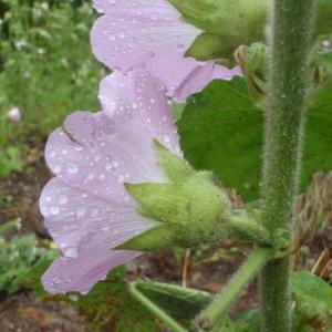 Photographie n°242474 du taxon Alcea biennis Winterl [1788]