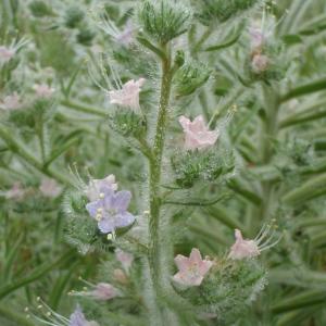 Photographie n°242479 du taxon Echium italicum L. [1753]