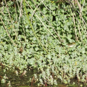 Photographie n°242495 du taxon Hypericum elodes L.