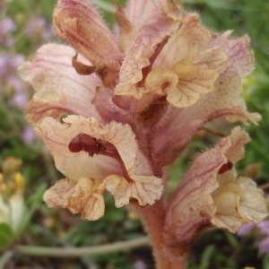 Photographie n°242509 du taxon Orobanche alba Stephan ex Willd. [1800]