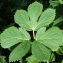  Liliane Roubaudi - Peucedanum ostruthium (L.) W.D.J.Koch [1824]