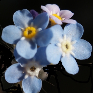 Photographie n°242565 du taxon Myosotis alpestris F.W.Schmidt [1794]