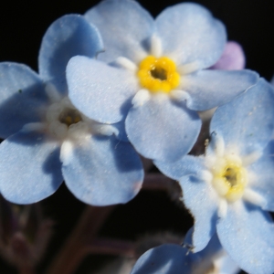 Photographie n°242567 du taxon Myosotis alpestris F.W.Schmidt [1794]