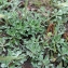  Liliane Roubaudi - Antennaria dioica (L.) Gaertn. [1791]