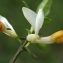  Liliane Roubaudi - Polygala chamaebuxus L. [1753]