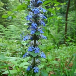 Photographie n°242598 du taxon Ajuga reptans L. [1753]