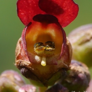 Photographie n°242615 du taxon Scrophularia auriculata subsp. auriculata