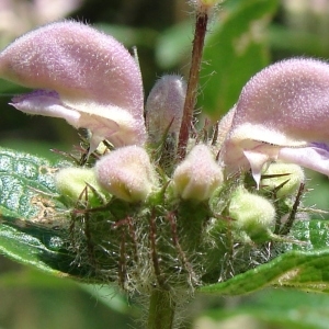 Phlomis herba-venti L. (Herbe au vent)