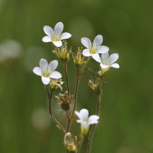 Photographie n°242641 du taxon Saxifraga granulata L. [1753]