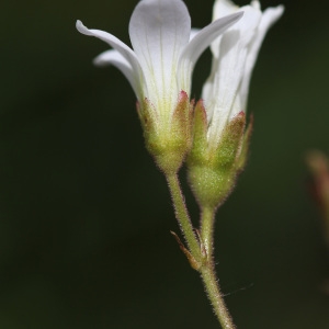  - Saxifraga granulata L. [1753]