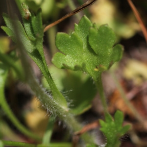 Photographie n°242645 du taxon Saxifraga granulata L. [1753]