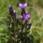  John De Vos - Gentianella campestris (L.) Börner