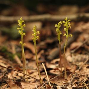  - Corallorhiza trifida Châtel. [1760]