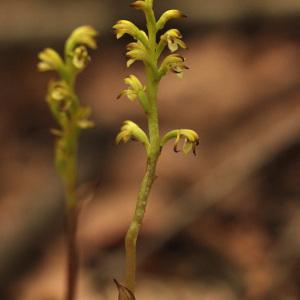 Photographie n°242649 du taxon Corallorhiza trifida Châtel. [1760]