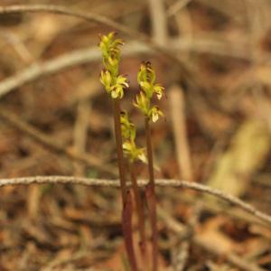 Photographie n°242652 du taxon Corallorhiza trifida Châtel. [1760]