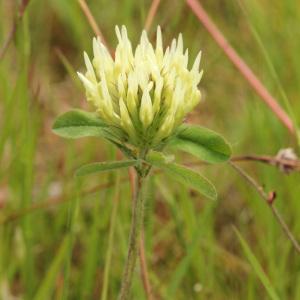 Photographie n°242660 du taxon Trifolium ochroleucon Huds. [1762]