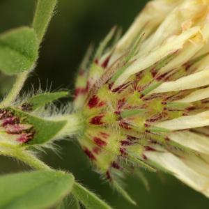 Trifolium viciosoanum Pau (Trèfle beige)