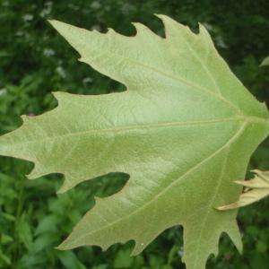 Photographie n°242686 du taxon Platanus orientalis L. [1753]