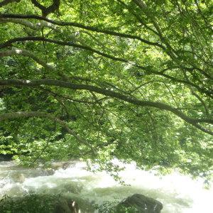 Photographie n°242688 du taxon Platanus orientalis L. [1753]