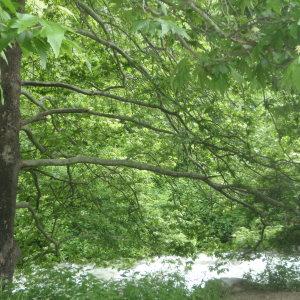 Photographie n°242691 du taxon Platanus orientalis L. [1753]