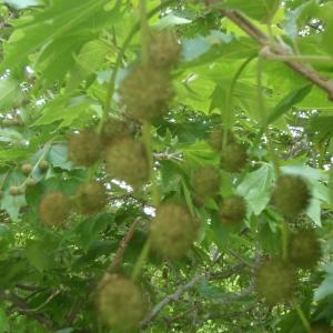 Photographie n°242694 du taxon Platanus orientalis L. [1753]