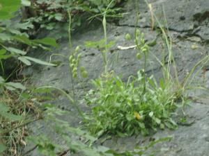 Genevieve Botti, le  3 juin 2014 (Bulgarie (Karlovo rivière Stara Reca))