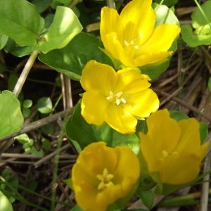 Photographie n°242736 du taxon Lysimachia nummularia L. [1753]